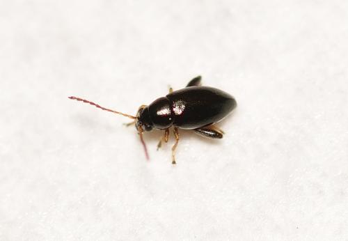 Longitarsus sp.